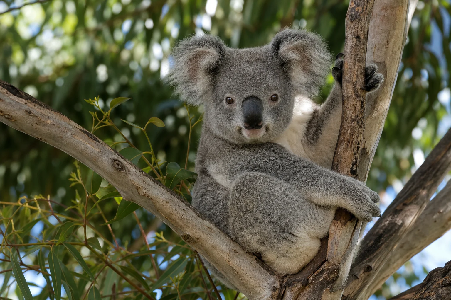 Illustration : Koala en Australie : guide pour les voir (sans les stresser)