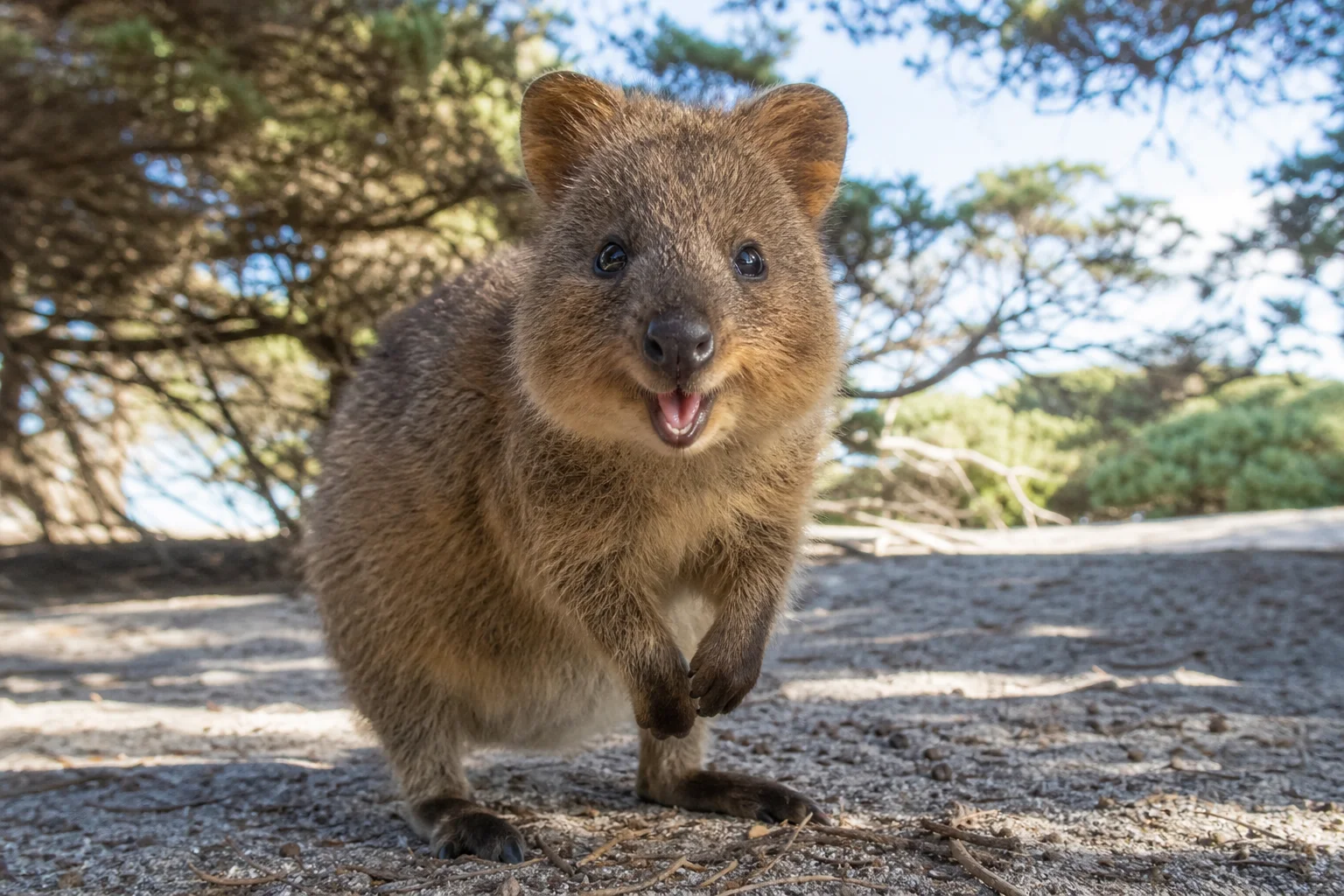 Illustration : Quokka en Australie : Rottnest, selfies et règles