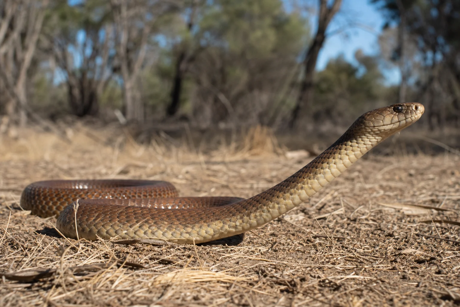 Illustration : Serpents en Australie : ce qu’un pvtiste doit vraiment savoir